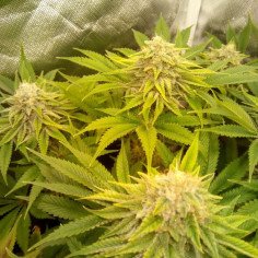 Gorilla Glue Fem (Gnomes SeedS)