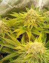 Gorilla Glue Fem (Gnomes SeedS)