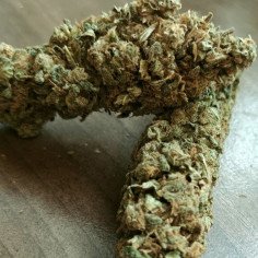 WW x AK 47 Feminizowane (Gnomes Seeds)