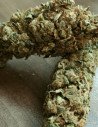 WW x AK 47 Feminizowane (Gnomes Seeds)
