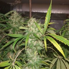 Original Lemon Pie Feminizowane (Gnomes Seeds)