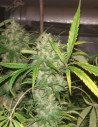 Original Lemon Pie Feminizowane (Gnomes Seeds)