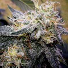 Za 7 złotych Chocolope Early Version Feminizowane (Gnomes Seeds)