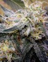 Za 7 złotych Chocolope Early Version Feminizowane (Gnomes Seeds)