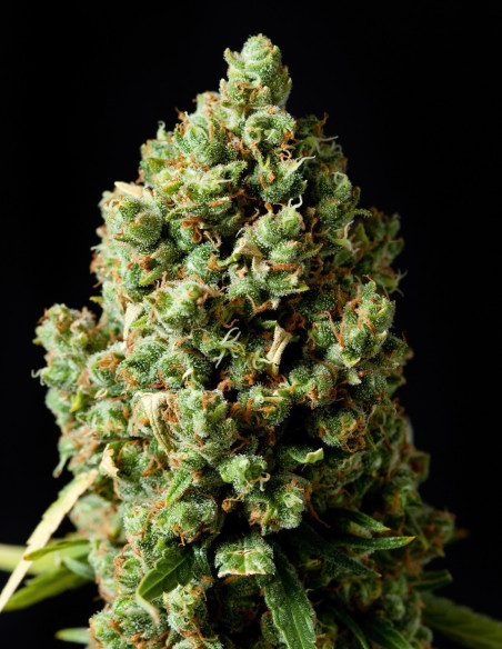 Critical Kush Feminizowane (Barney's Farm)-Barney`s Farm-GnomesGarden