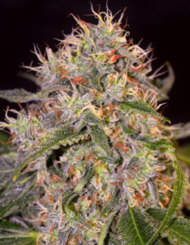 Auto Grandaddy Gorilla Fem (Gnomes Seeds)