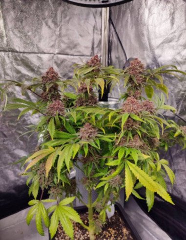 Auto Apple Guava Fem (Gnomes Seeds)