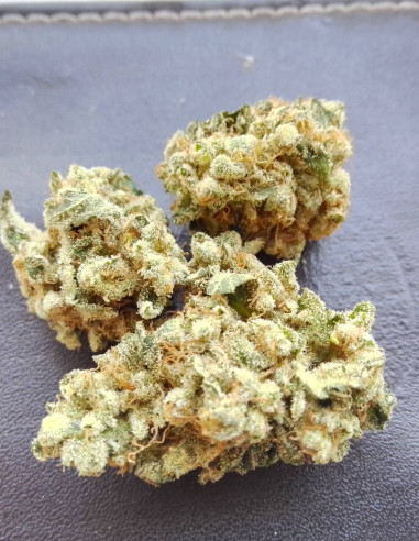 Gravity 2.0 Feminisiert (LuxSeeds)-LuxSeeds-GnomesGarden