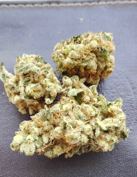 Gravity 2.0 Feminizowane (LuxSeeds)-LuxSeeds-GnomesGarden