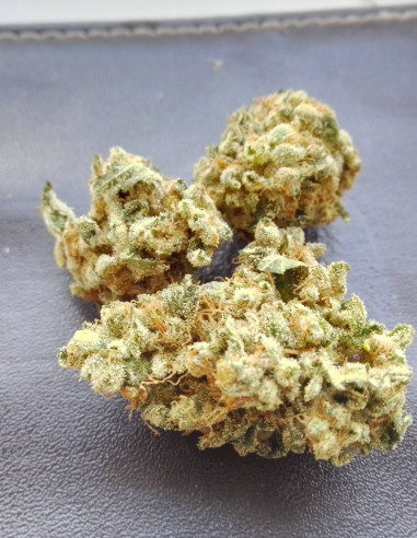 Gravity 2.0 Feminizowane (LuxSeeds)-LuxSeeds-GnomesGarden