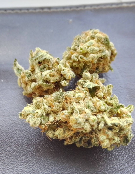 Gravity 2.0 Feminisiert (LuxSeeds)-LuxSeeds-GnomesGarden