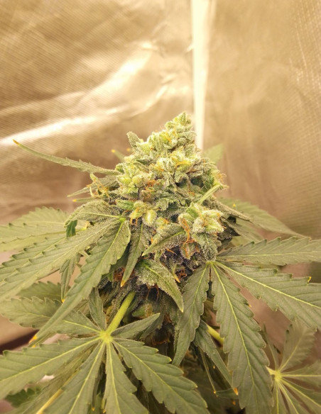 Gravity 2.0 Feminisiert (LuxSeeds)-LuxSeeds-GnomesGarden