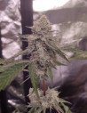 Grandaddy Bruce Feminizowane (Gnomes Seeds)