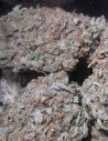 Auto Do-Si-Dos Feminizowane (Gnomes Seeds)
