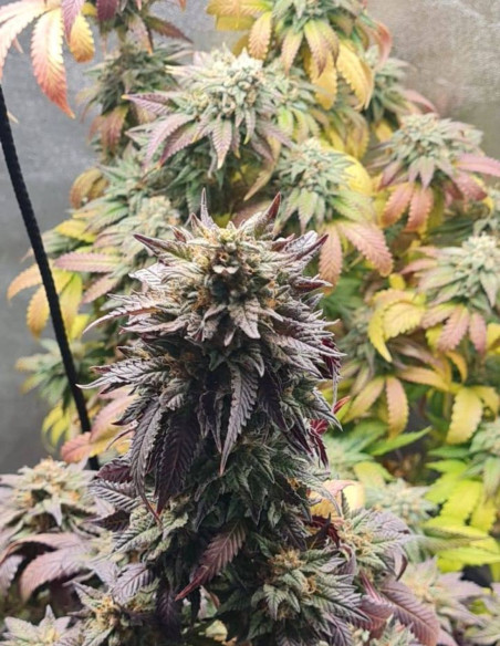 Tropicana Cookies Purple Feminizado (Gnomes Seeds)-Gnomes Seeds-GnomesGarden