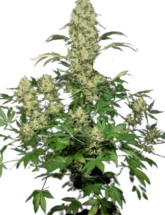 WW x AK 47 Regular (Gnomes Seeds)