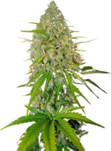 Mexicana Haze Feminisiert (Gnomes Seeds)