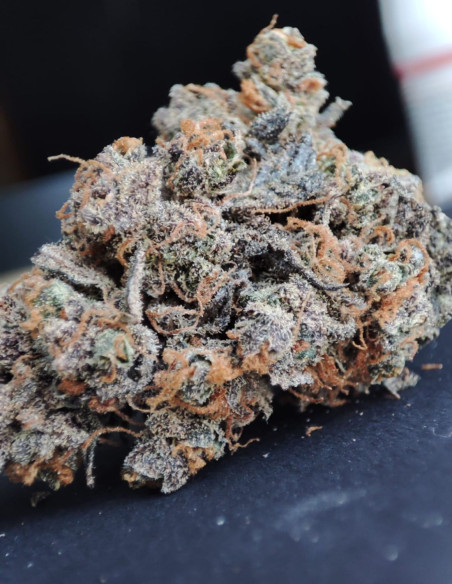 Auto Bubble Gum Feminized (Gnomes Seeds)-Gnomes Seeds-GnomesGarden
