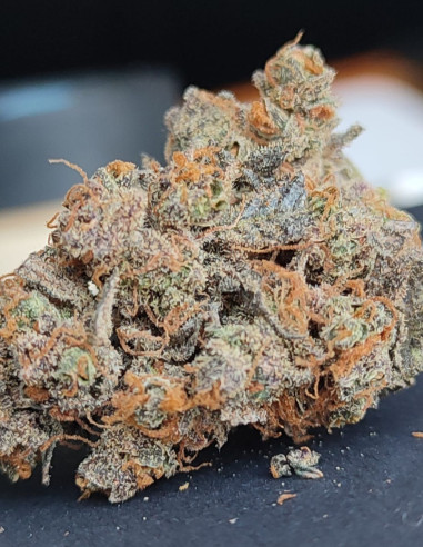 Auto Bubble Gum Feminizowane (Gnomes Seeds)-Gnomes Seeds-GnomesGarden