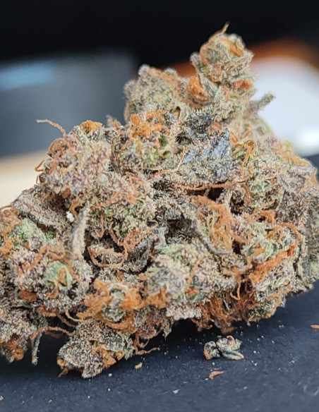 Auto Bubble Gum Feminized (Gnomes Seeds)-Gnomes Seeds-GnomesGarden