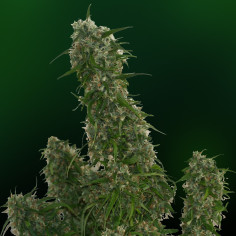 Malana Bomb Auto Feminisierte (Barney's Farm)