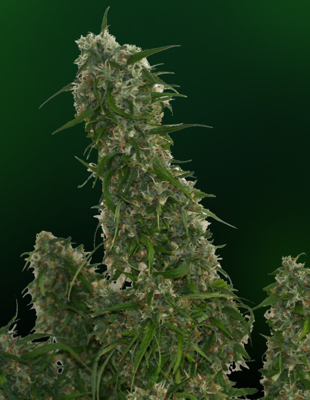 Malana Bomb Auto Feminizowane (Barney's Farm)-Barney`s Farm-GnomesGarden