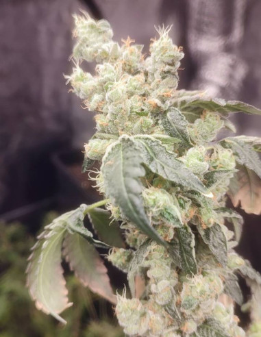 Watermelon Zkittlez Feminized  (Gnomes Seeds)-Gnomes Seeds-GnomesGarden