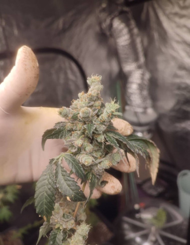 Watermelon Zkittlez Feminizado  (Gnomes Seeds)-Gnomes Seeds-GnomesGarden