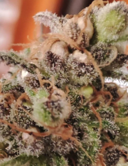 Supa Freak Show Regularne (Gnomes Seeds)-Gnomes Seeds-GnomesGarden