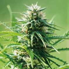 Sweet Tooth Feminisierte (Barney's Farm)
