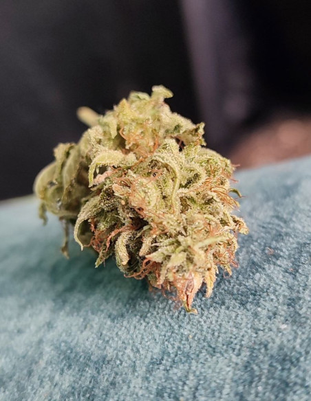 Auto Lemon Jack Feminizowane (Gnomes Seeds)-Gnomes Seeds-GnomesGarden