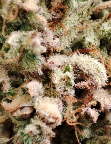 Auto Lemon Jack Feminized (Gnomes Seeds)-Gnomes Seeds-GnomesGarden