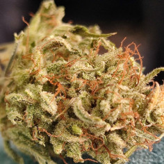 Auto Lemon Jack Feminizowane (Gnomes Seeds)