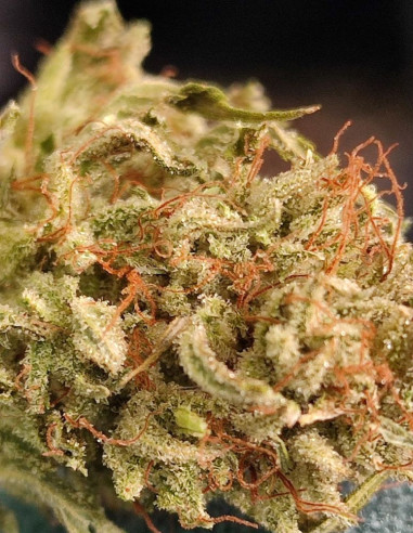 Auto Lemon Jack Feminizowane (Gnomes Seeds)-Gnomes Seeds-GnomesGarden