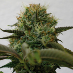 Top Dawg Feminisierte (Barney's Farm)