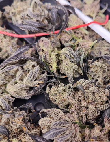 Black Truffle F2 Regular (Gnomes Seeds)-Gnomes Seeds-GnomesGarden