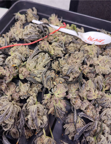 Black Truffle F2 Regular (Gnomes Seeds)-Gnomes Seeds-GnomesGarden