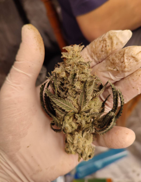 Black Truffle F2 Regular (Gnomes Seeds)-Gnomes Seeds-GnomesGarden