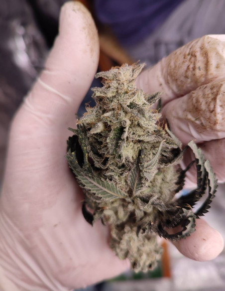 Black Truffle F2 Regular (Gnomes Seeds)-Gnomes Seeds-GnomesGarden