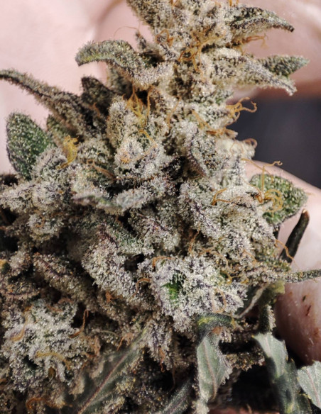 Black Truffle F2 Regular (Gnomes Seeds)-Gnomes Seeds-GnomesGarden