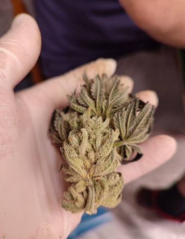 Black Truffle F2 Regular (Gnomes Seeds)-Gnomes Seeds-GnomesGarden