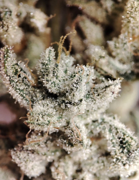 Black Truffle F2 Regular (Gnomes Seeds)-Gnomes Seeds-GnomesGarden