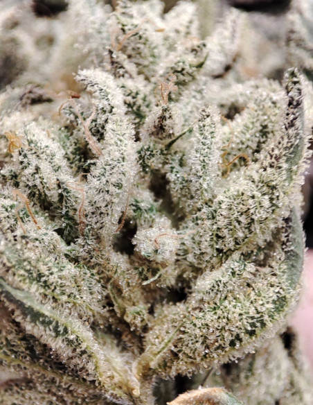 Black Truffle F2 Regular (Gnomes Seeds)-Gnomes Seeds-GnomesGarden