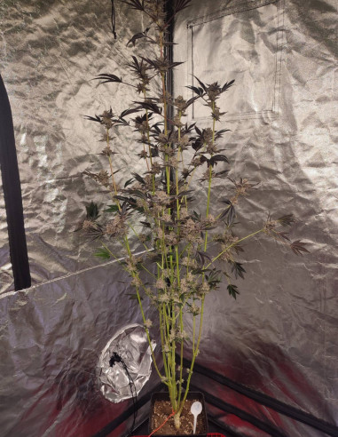 Black Truffle F2 Regular (Gnomes Seeds)-Gnomes Seeds-GnomesGarden