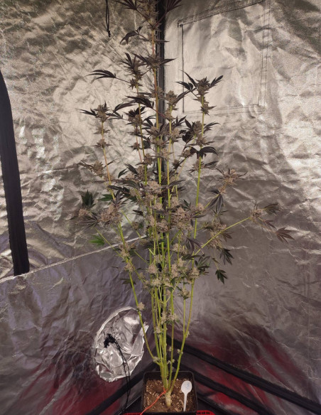 Black Truffle F2 Regular (Gnomes Seeds)-Gnomes Seeds-GnomesGarden