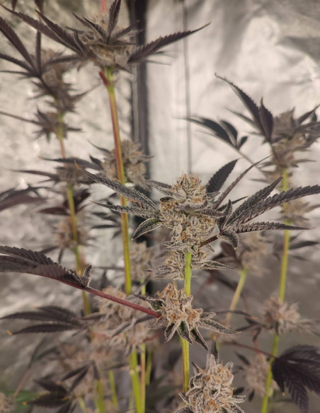 Black Truffle F2 Regular (Gnomes Seeds)-Gnomes Seeds-GnomesGarden