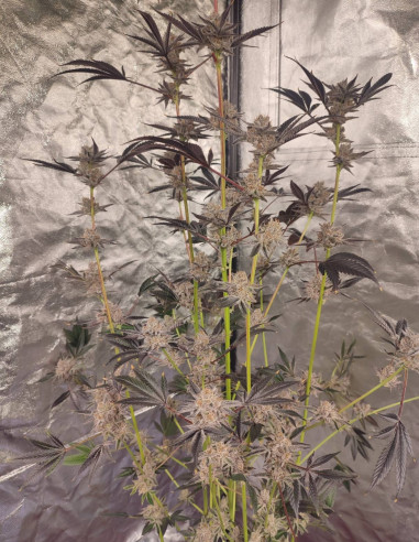 Black Truffle F2 Regular (Gnomes Seeds)-Gnomes Seeds-GnomesGarden