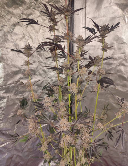 Black Truffle F2 Regular (Gnomes Seeds)-Gnomes Seeds-GnomesGarden