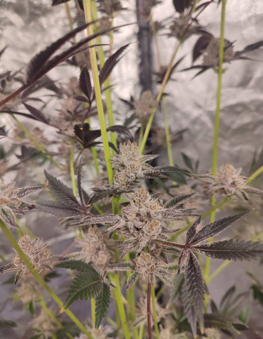 Black Truffle F2 Regular (Gnomes Seeds)-Gnomes Seeds-GnomesGarden