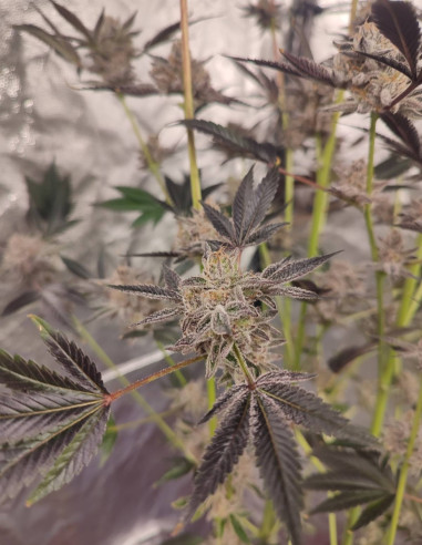 Black Truffle F2 Regular (Gnomes Seeds)-Gnomes Seeds-GnomesGarden